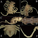 Hylomus eupterygotus (Golovatch, Li, Lui & Geoffroy 2012)的圖片