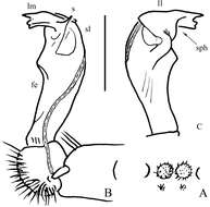 Image of Flat-backed Millipedes