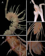 Image of Hylomus spinissimus (Golovatch, Li, Lui & Geoffroy 2012)