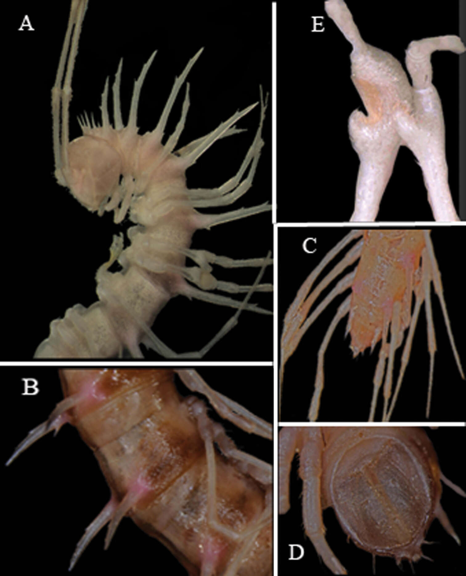 Image of Hylomus spinissimus (Golovatch, Li, Lui & Geoffroy 2012)