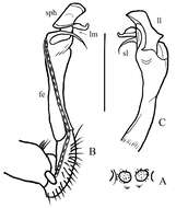 Image of Hylomus spinissimus (Golovatch, Li, Lui & Geoffroy 2012)