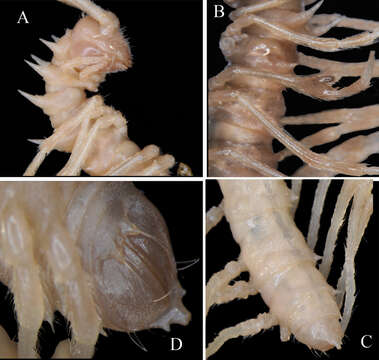 Image of Hylomus lui (Golovatch, Li, Liu & Geoffroy 2012)