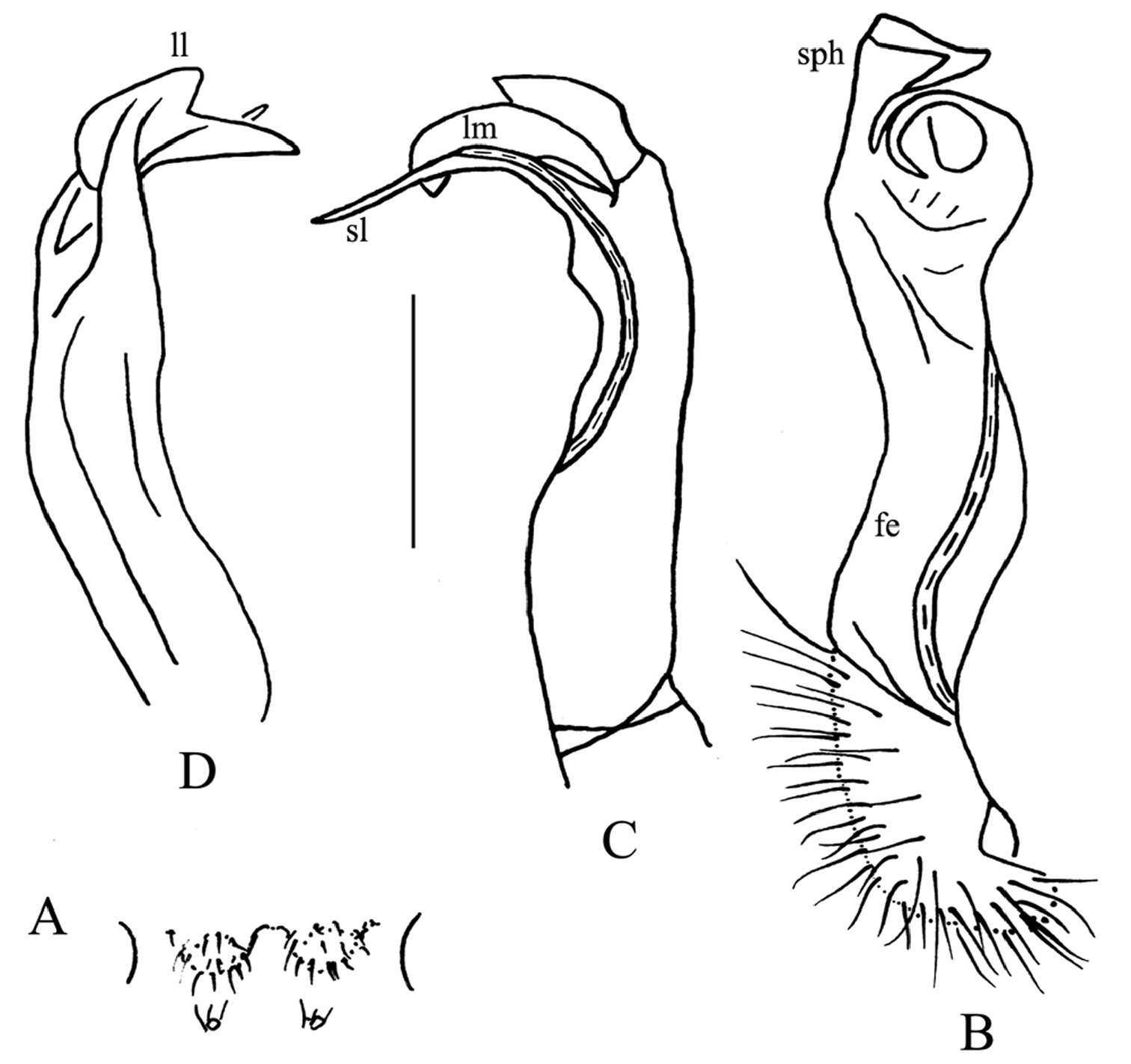 Image of Hylomus lui (Golovatch, Li, Liu & Geoffroy 2012)