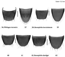 Image of Boreophilia