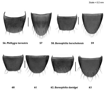 Image of Boreophilia davidgei Klimaszewski & Godin 2012