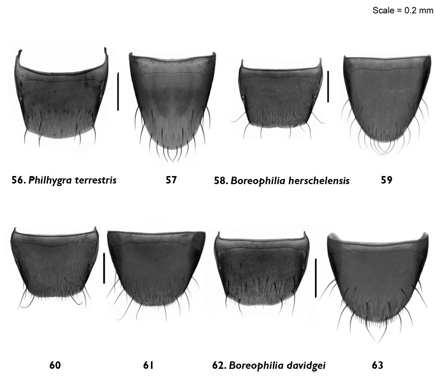 Image of Boreophilia davidgei Klimaszewski & Godin 2012