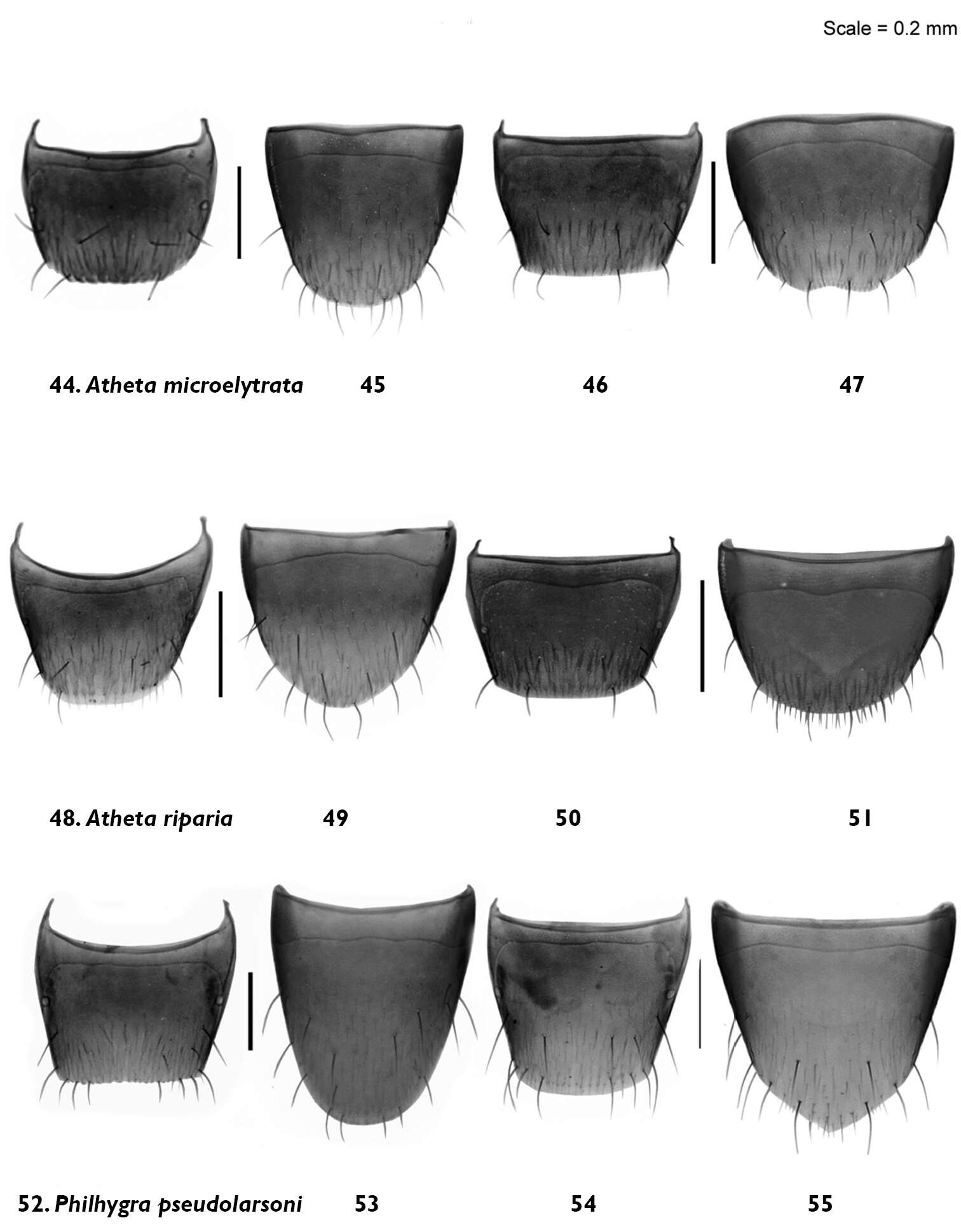 Image of Atheta (Microdota) riparia Klimaszewski & Godin