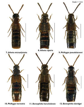 Plancia ëd Atheta (Philhygra) pseudolarsoni (Klimaszewski & Godin 2012)