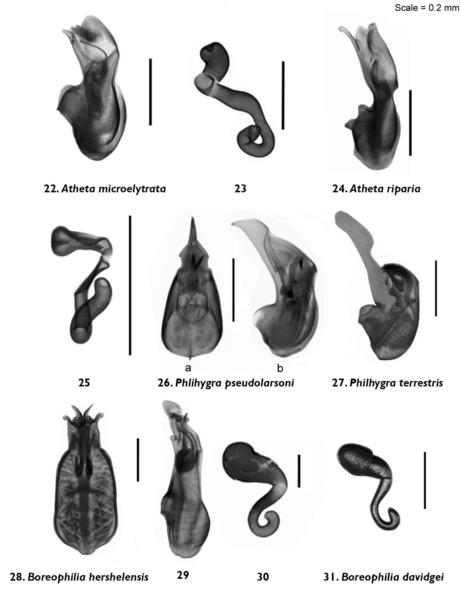 Image of Atheta (Philhygra) pseudolarsoni (Klimaszewski & Godin 2012)