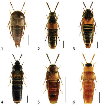 Слика од Aleochara