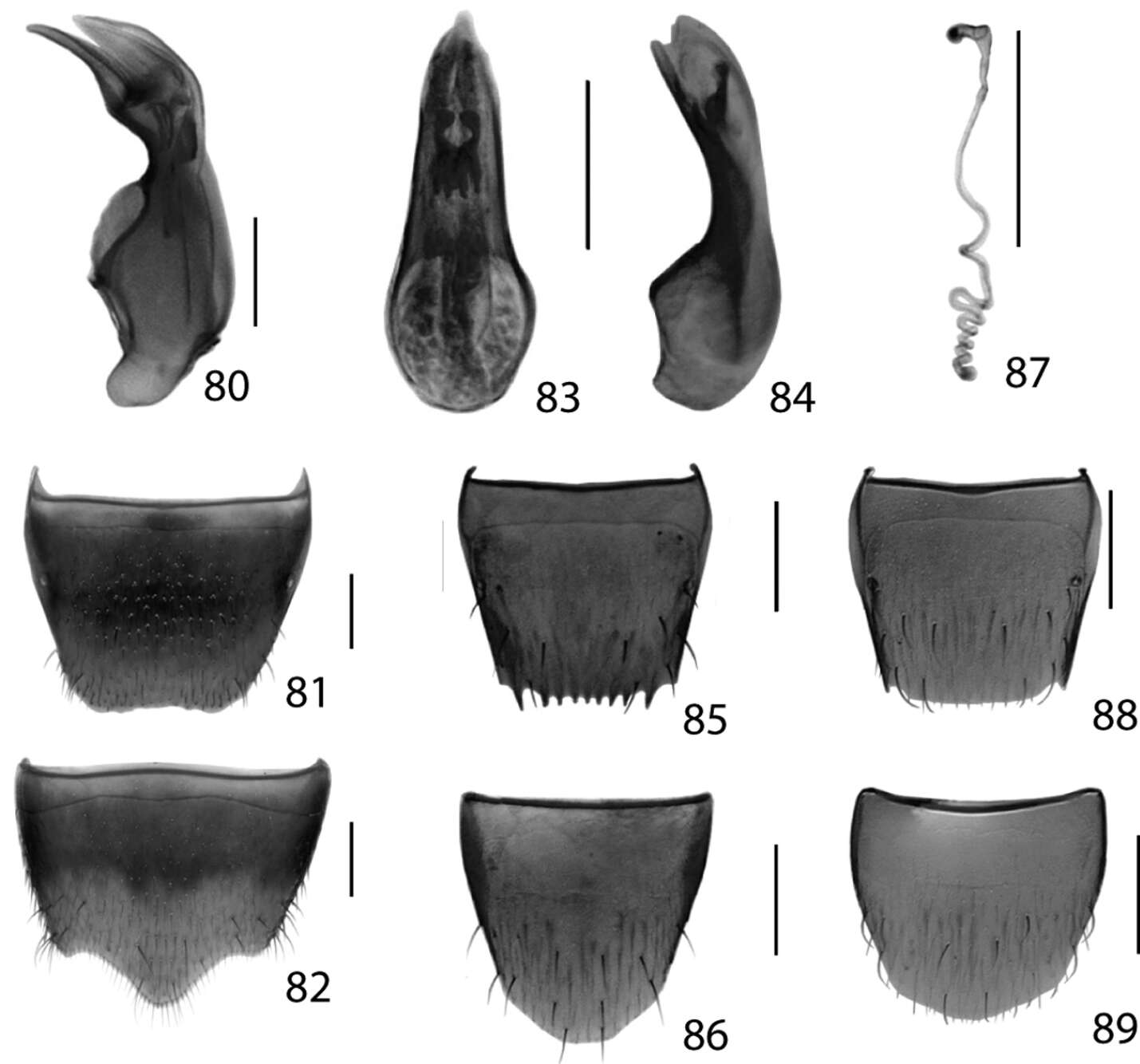 Image of Aleochara