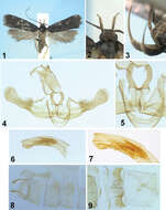 Image de Lecithoceridae