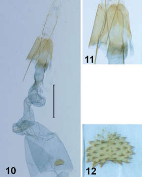 Image of Lecithoceridae