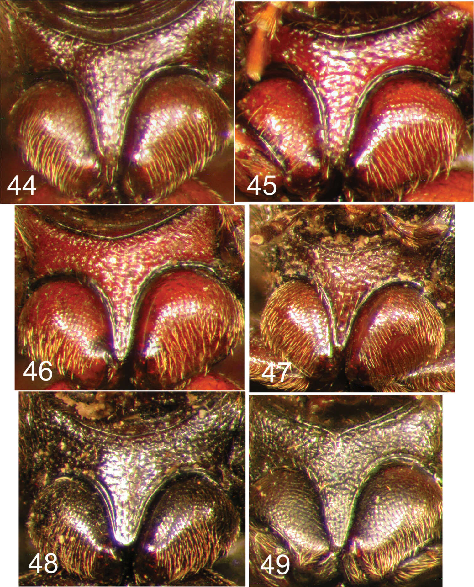 Sivun Eustrophopsis kuva