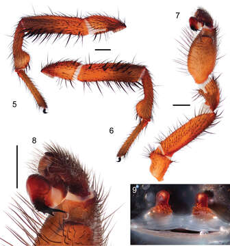 Plancia ëd Myrmekiaphila