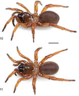 Image of wafer-lid trapdoor spiders