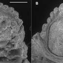 Image of Prosopodesmus monteithi Mesibov 2012