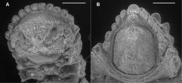 Image of Prosopodesmus monteithi Mesibov 2012