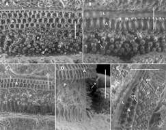 Image of Prosopodesmus monteithi Mesibov 2012