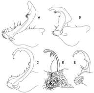 Image of Prosopodesmus monteithi Mesibov 2012