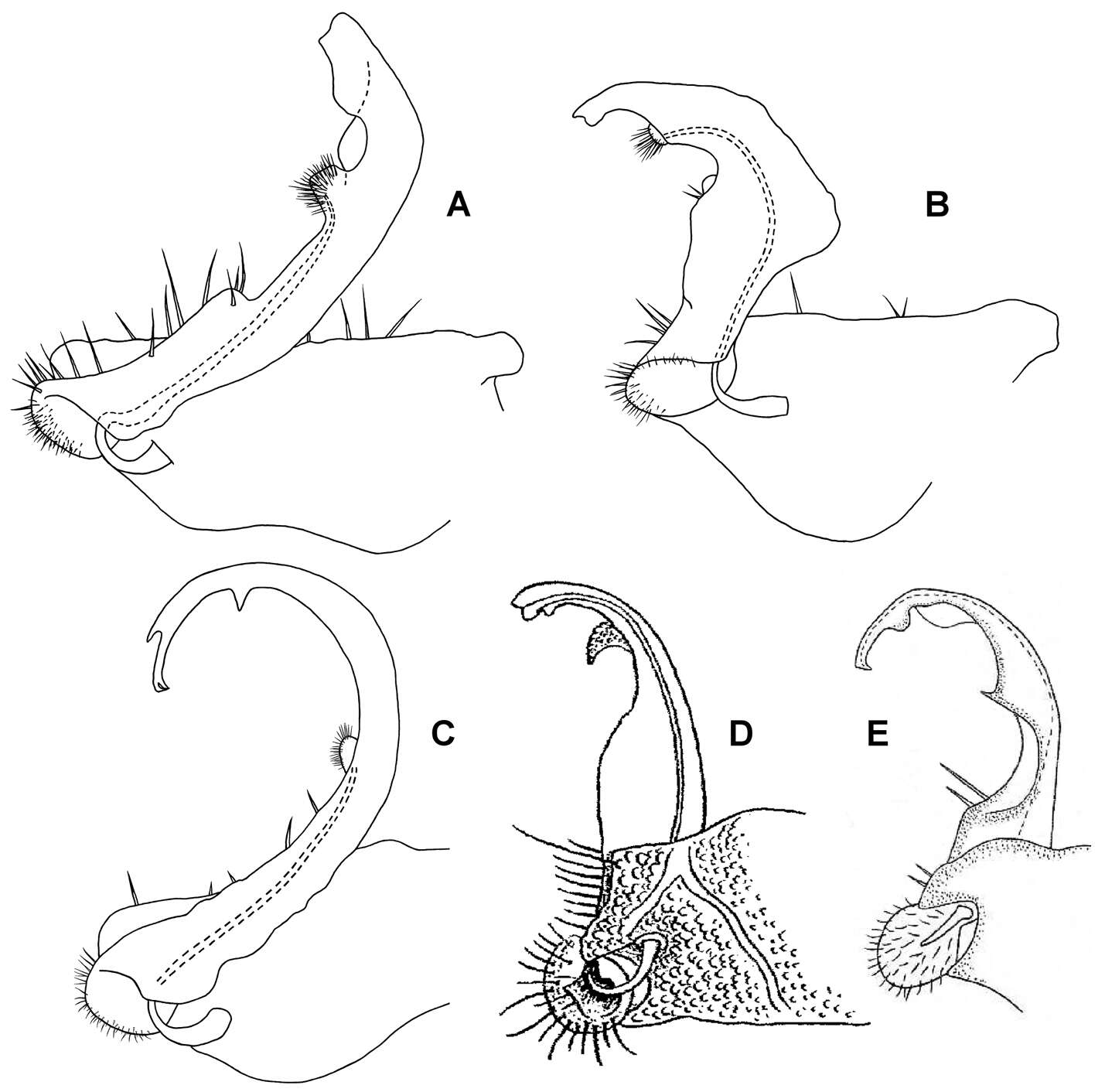 Image of Prosopodesmus monteithi Mesibov 2012