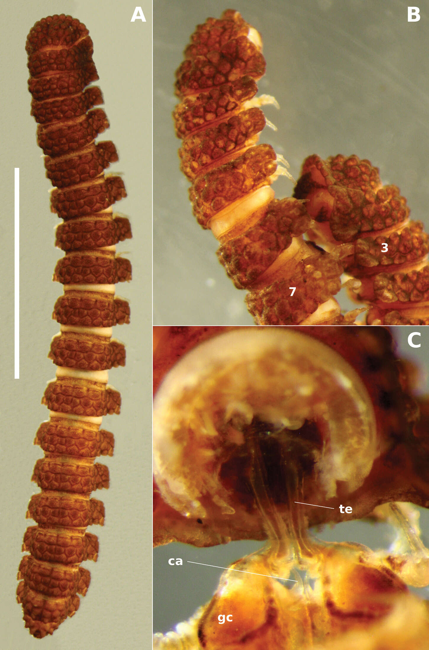 Image of Prosopodesmus monteithi Mesibov 2012