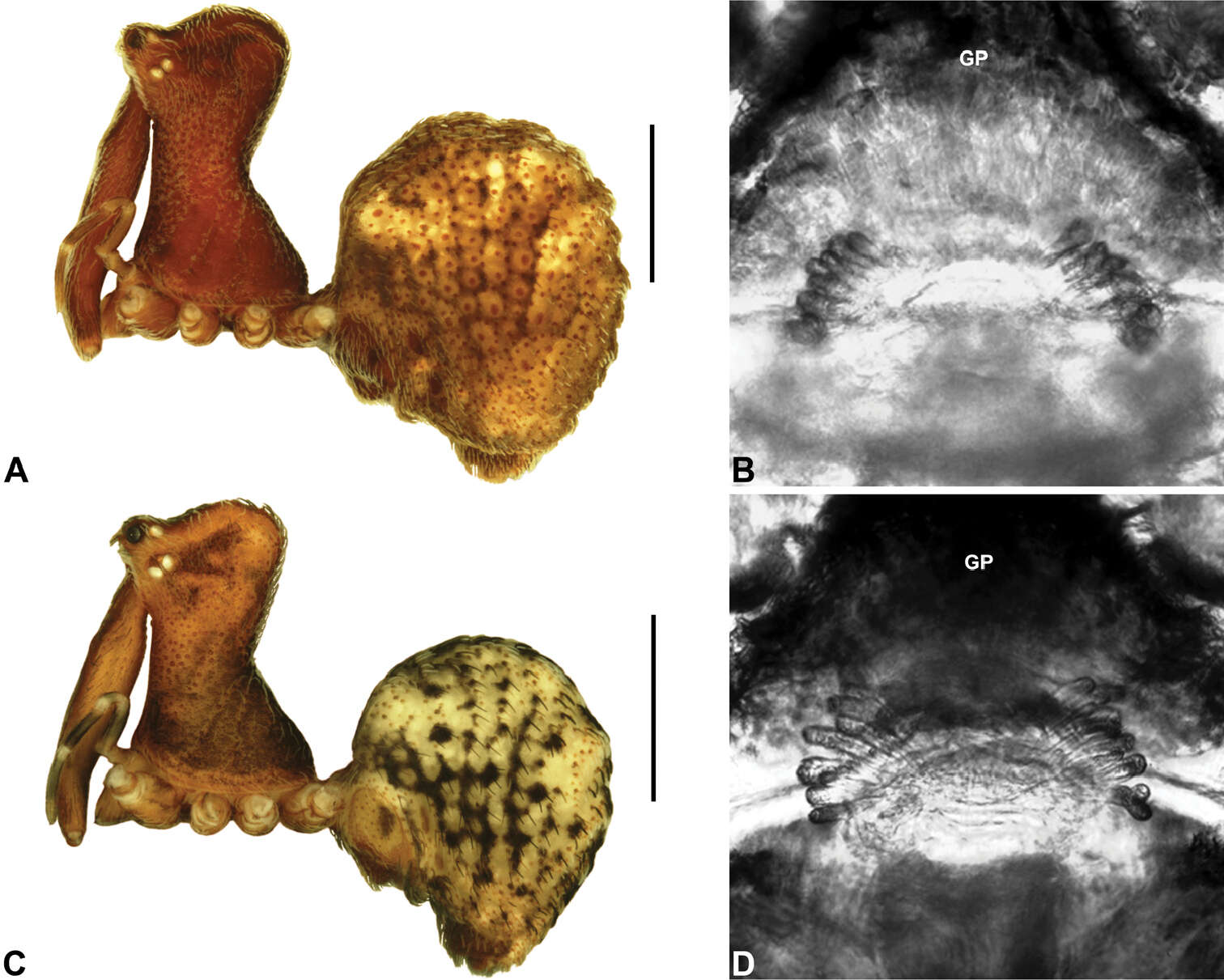 Image of pelican spiders