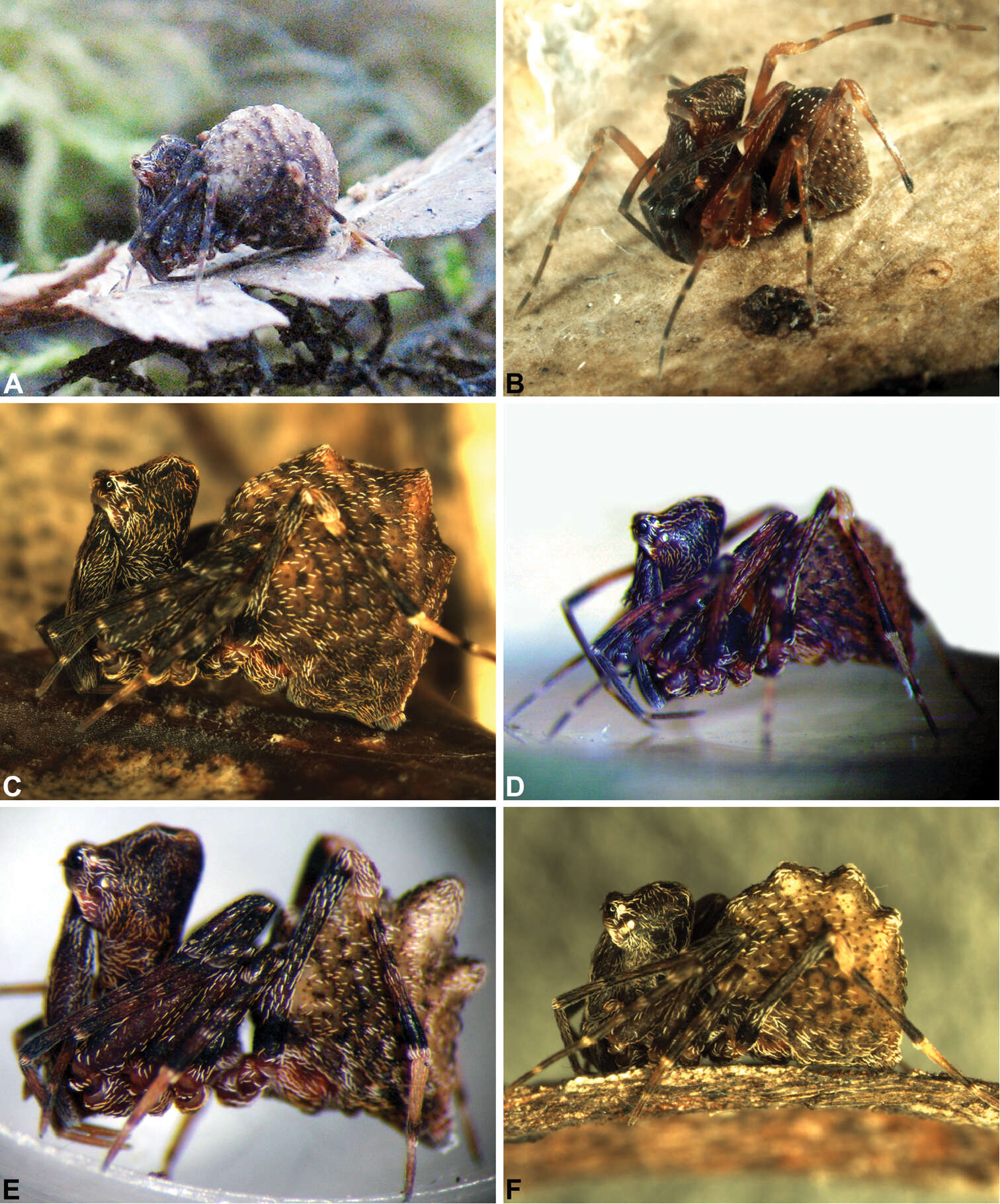 Image of Zephyrarchaea marki Rix & Harvey 2012