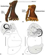 Image of Zephyrarchaea marki Rix & Harvey 2012