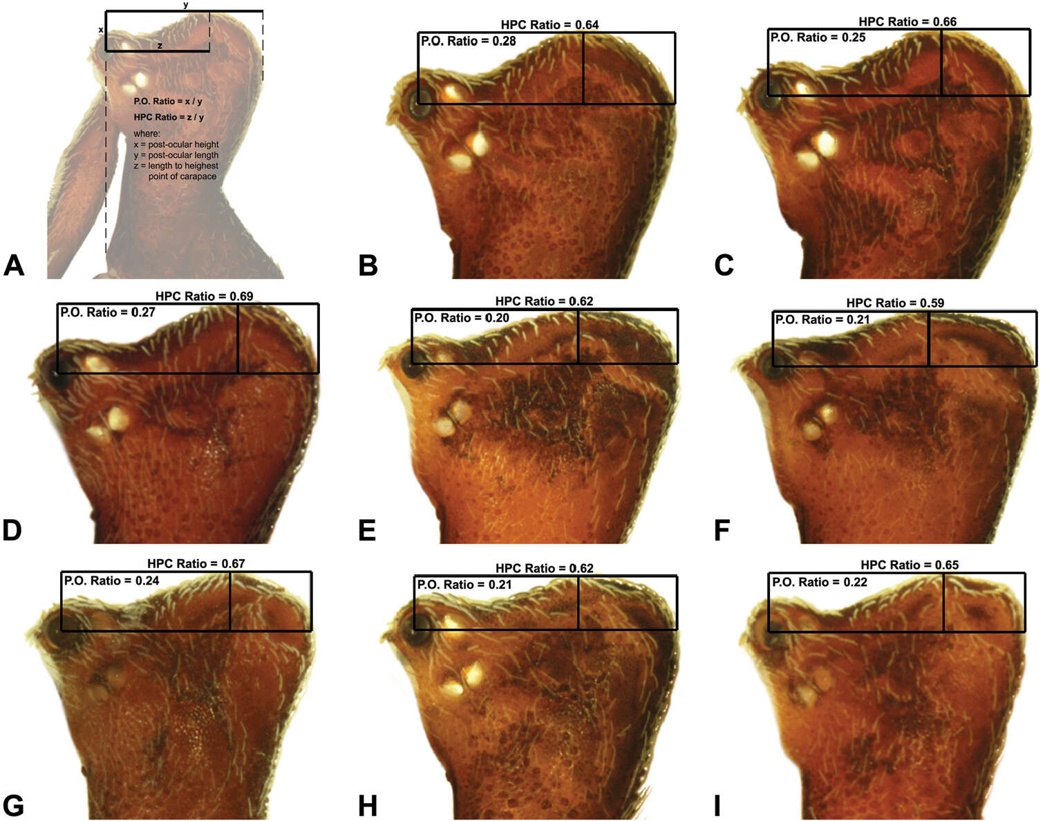 Image of Zephyrarchaea marki Rix & Harvey 2012