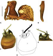 Image of Zephyrarchaea marki Rix & Harvey 2012