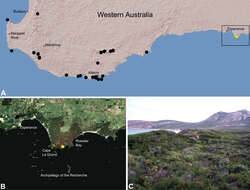 Image of Zephyrarchaea marki Rix & Harvey 2012