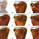 Image of Zephyrarchaea melindae Rix & Harvey 2012