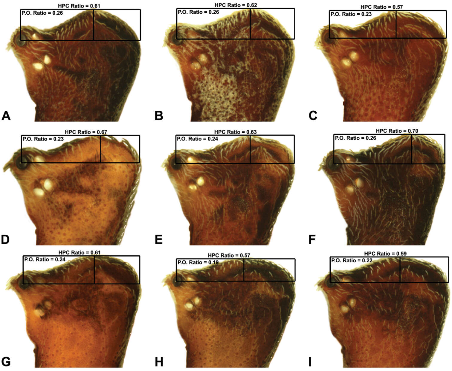 Image of Zephyrarchaea melindae Rix & Harvey 2012