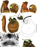 Image of Zephyrarchaea melindae Rix & Harvey 2012