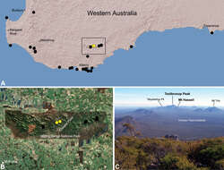 Image of Zephyrarchaea melindae Rix & Harvey 2012