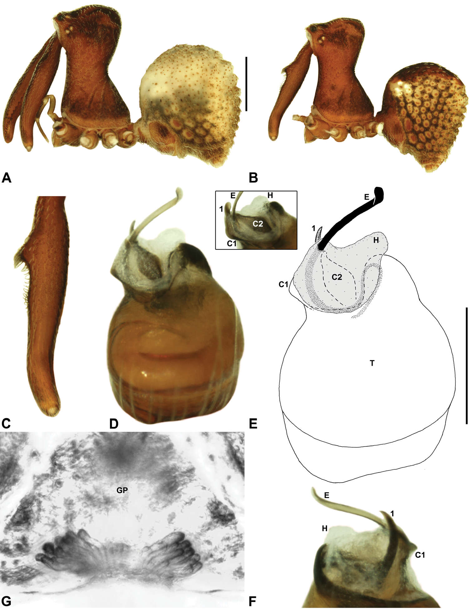 Image of Zephyrarchaea barrettae Rix & Harvey 2012