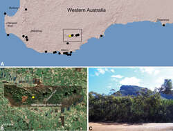 Image of Zephyrarchaea barrettae Rix & Harvey 2012