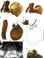 Image of Zephyrarchaea vichickmani Rix & Harvey 2012