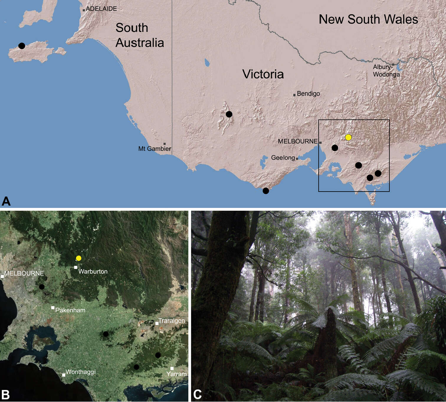 Image of Zephyrarchaea vichickmani Rix & Harvey 2012