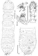 Image of Oligaphorura pseudomontana Sun & Wu 2012