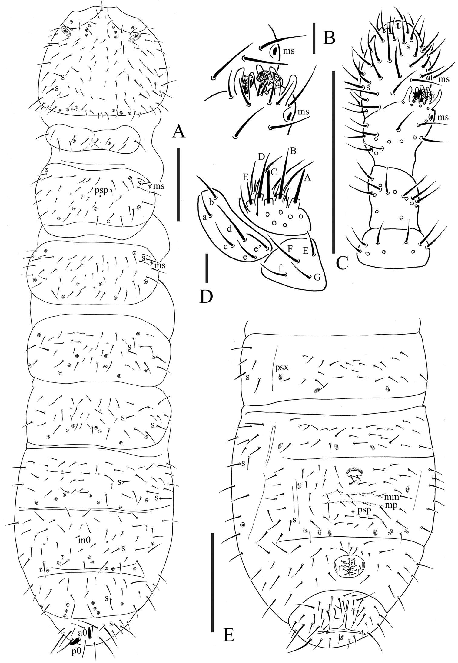 Image of Oligaphorura pseudomontana Sun & Wu 2012