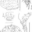 Image of Oligaphorura pseudomontana Sun & Wu 2012