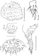 Image of Oligaphorura pseudomontana Sun & Wu 2012