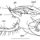 Amblypsilopus flavellus Wang, Zhu & Yang 2012的圖片