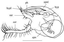 Image of Amblypsilopus