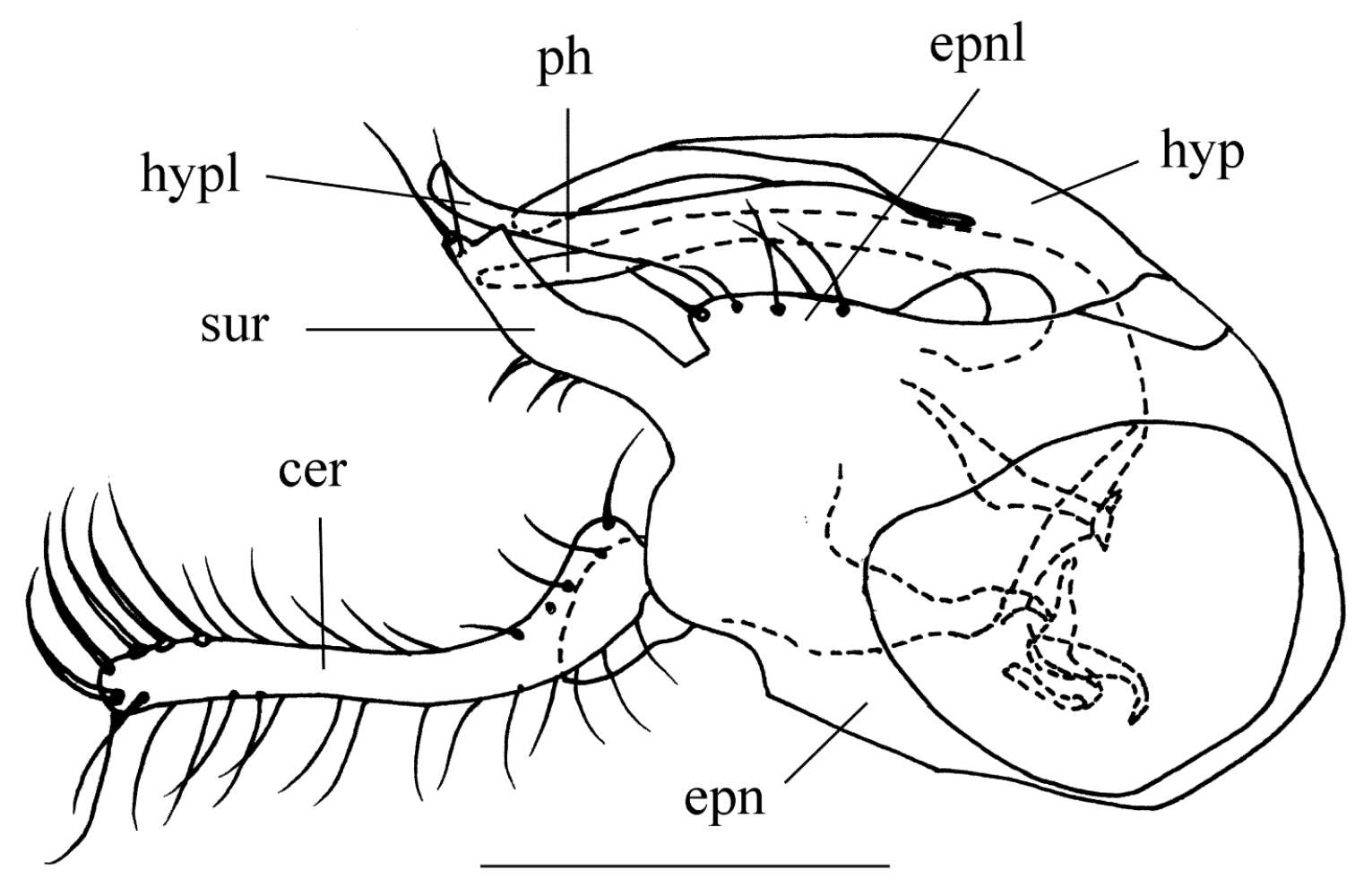 Image de Amblypsilopus