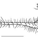 Image of <i>Amblypsilpus ventralis</i>