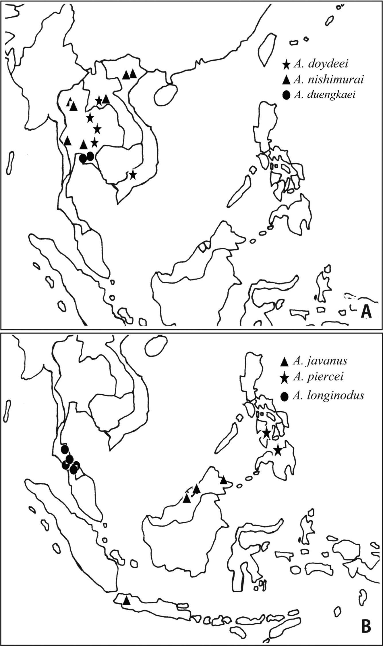 Image of Aenictus