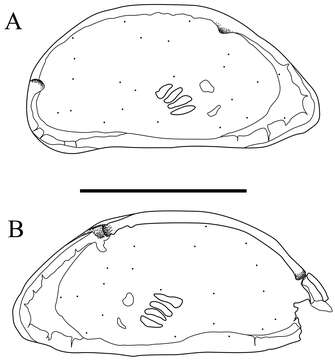 Image of Parvocythere Hartmann 1959